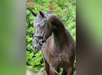 Hannoveraner, Hengst, 3 Jahre, 167 cm, Rappe