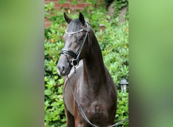 Hannoveraner, Hengst, 3 Jahre, 167 cm, Rappe