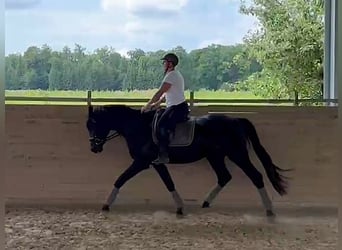 Hannoveraner, Hengst, 3 Jahre, 167 cm, Rappe