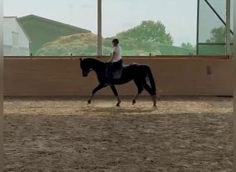 Hannoveraner, Hengst, 3 Jahre, 167 cm, Rappe