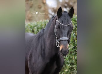 Hannoveraner, Hengst, 3 Jahre, 167 cm, Schwarzbrauner
