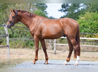 Hannoveraner, Hengst, 3 Jahre, 168 cm, Dunkelfuchs