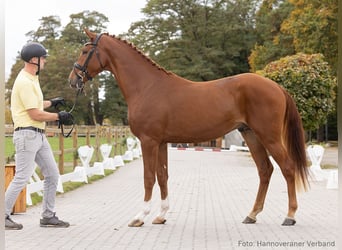 Hannoveraner, Hengst, 3 Jahre, 168 cm, Fuchs