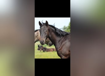 Hannoveraner, Hengst, 3 Jahre, 168 cm, Schwarzbrauner