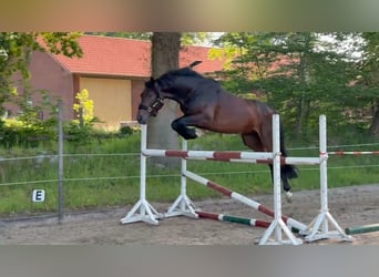 Hannoveraner, Hengst, 3 Jahre, 169 cm, Brauner