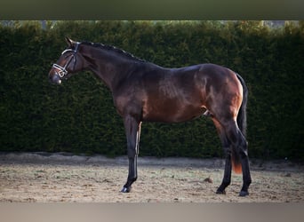 Hannoveraner, Hengst, 3 Jahre, 169 cm