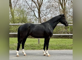 Hannoveraner, Hengst, 3 Jahre, 169 cm, Rappe