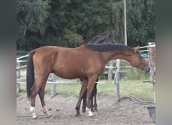 Hannoveraner, Hengst, 3 Jahre, 170 cm, Brauner