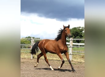 Hannoveraner, Hengst, 3 Jahre, 170 cm, Brauner