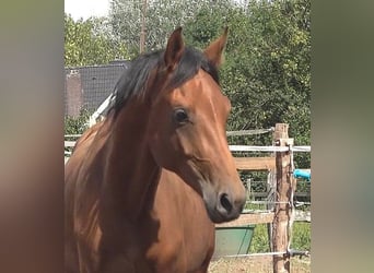 Hannoveraner, Hengst, 3 Jahre, 170 cm, Brauner