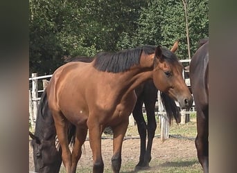 Hannoveraner, Hengst, 3 Jahre, 170 cm, Brauner