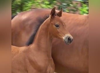 Hannoveraner, Hengst, 3 Jahre, 170 cm, Brauner