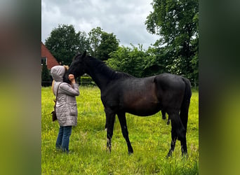 Hannoveraner, Hengst, 3 Jahre, 170 cm