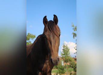 Hannoveraner, Hengst, 3 Jahre, 170 cm, Dunkelbrauner