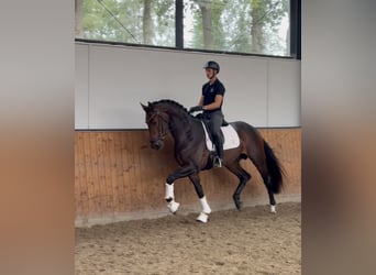 Hannoveraner, Hengst, 3 Jahre, 170 cm, Dunkelbrauner