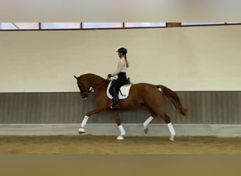 Hannoveraner, Hengst, 3 Jahre, 170 cm, Fuchs
