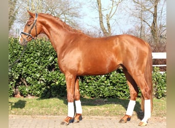 Hannoveraner, Hengst, 3 Jahre, 170 cm, Fuchs