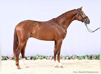 Hannoveraner, Hengst, 3 Jahre, 170 cm, Fuchs