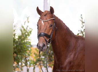 Hannoveraner, Hengst, 3 Jahre, 170 cm, Fuchs