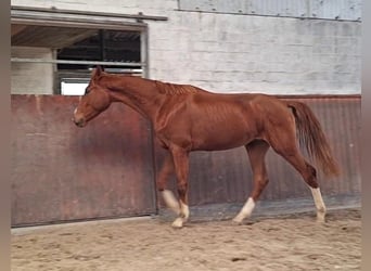 Hannoveraner, Hengst, 3 Jahre, 170 cm, Fuchs