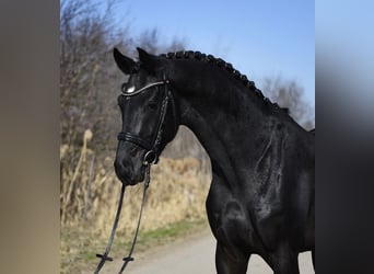 Hannoveraner, Hengst, 3 Jahre, 170 cm, Rappe