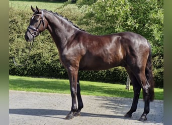 Hannoveraner, Hengst, 3 Jahre, 170 cm, Rappe