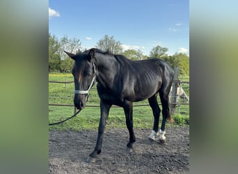 Hannoveraner, Hengst, 3 Jahre, 170 cm, Rappe