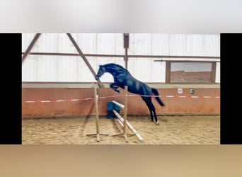 Hannoveraner, Hengst, 3 Jahre, 170 cm, Schwarzbrauner
