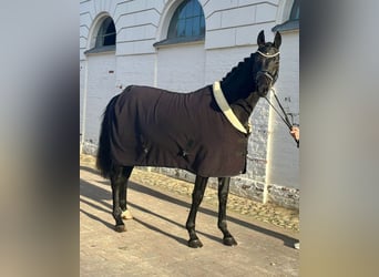 Hannoveraner, Hengst, 3 Jahre, 170 cm, Schwarzbrauner