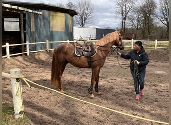 Hannoveraner, Hengst, 3 Jahre, 171 cm, Dunkelfuchs