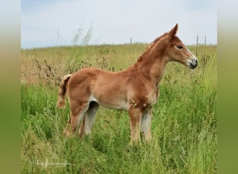 Hannoveraner, Hengst, 3 Jahre, 171 cm, Fuchs