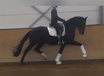 Hannoveraner, Hengst, 3 Jahre, 171 cm, Rappe