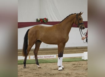 Hannoveraner, Hengst, 3 Jahre, 172 cm, Brauner
