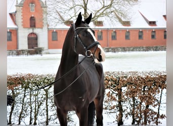 Hannoveraner, Hengst, 3 Jahre, 172 cm, Dunkelbrauner