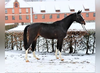 Hannoveraner, Hengst, 3 Jahre, 172 cm, Dunkelbrauner