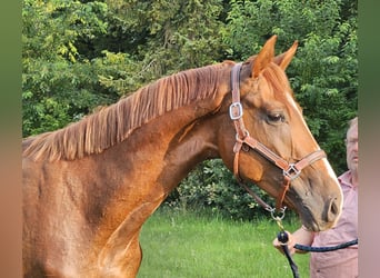 Hannoveraner, Hengst, 3 Jahre, 172 cm, Fuchs