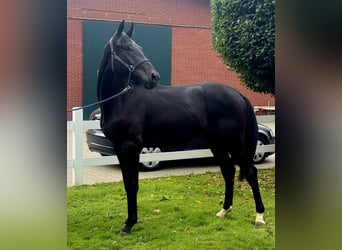 Hannoveraner, Hengst, 3 Jahre, 172 cm, Rappe