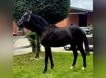 Hannoveraner, Hengst, 3 Jahre, 172 cm, Rappe