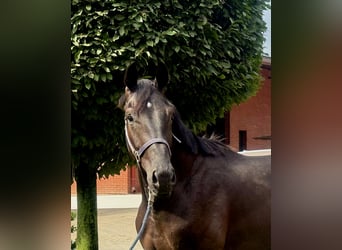 Hannoveraner, Hengst, 3 Jahre, 172 cm, Rappe