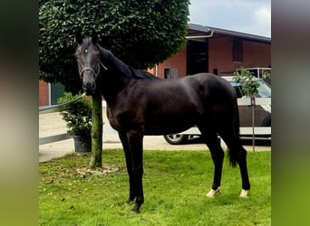 Hannoveraner, Hengst, 3 Jahre, 172 cm, Rappe