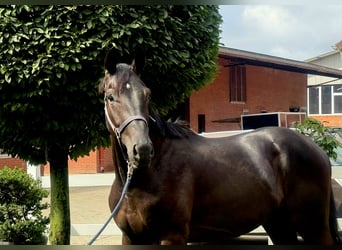 Hannoveraner, Hengst, 3 Jahre, 172 cm, Rappe