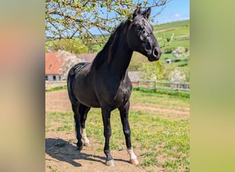 Hannoveraner, Hengst, 3 Jahre, 172 cm, Rappe
