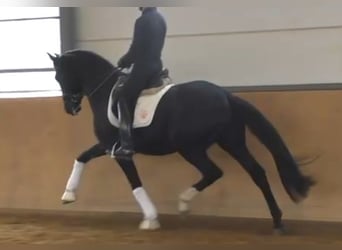 Hannoveraner, Hengst, 3 Jahre, 172 cm, Rappe