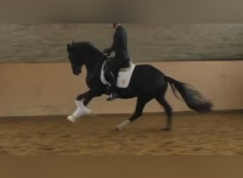 Hannoveraner, Hengst, 3 Jahre, 172 cm, Rappe