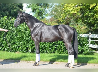 Hannoveraner, Hengst, 3 Jahre, 172 cm, Schwarzbrauner