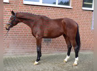 Hannoveraner, Hengst, 3 Jahre, 180 cm, Brauner