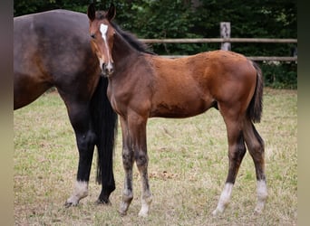 Hannoveraner, Hengst, 3 Jahre, Brauner