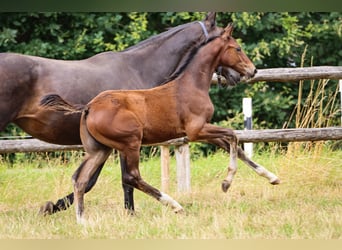 Hannoveraner, Hengst, 3 Jahre, Brauner