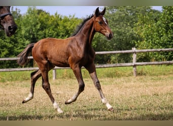 Hannoveraner, Hengst, 3 Jahre, Brauner