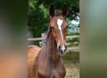 Hannoveraner, Hengst, 3 Jahre, Brauner